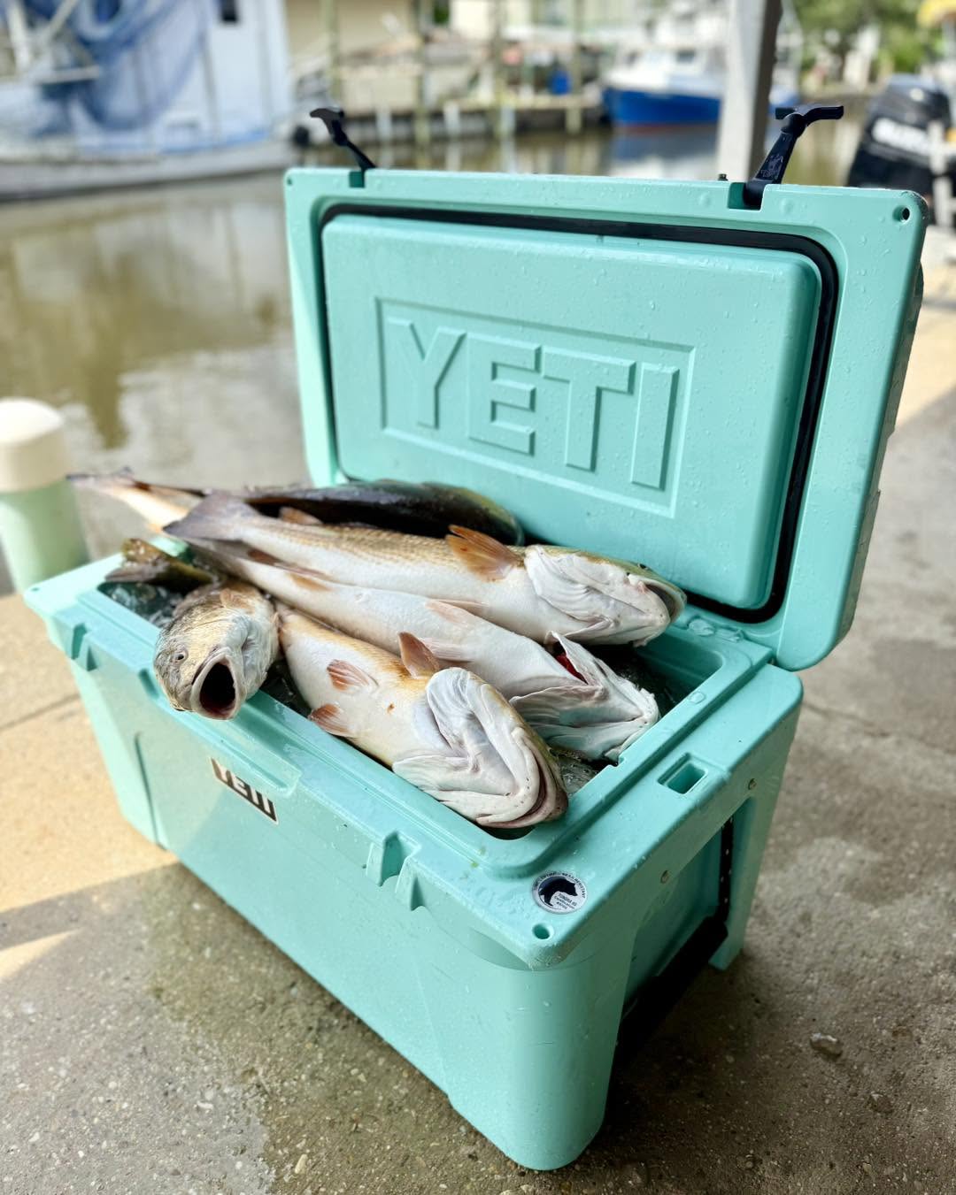 A cooler of redfish at the dock after a Barataria trip
